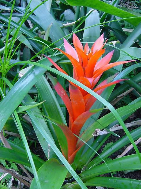 guzmania cherry