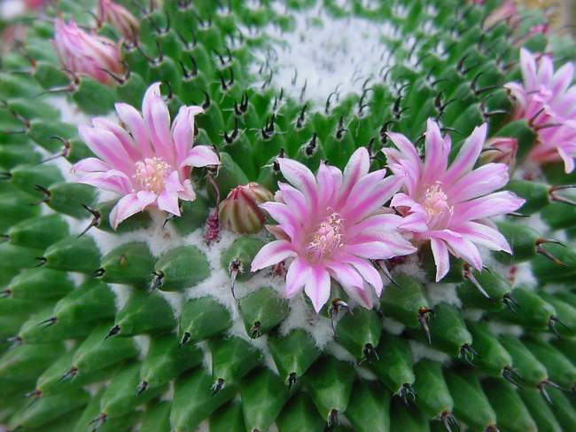 mammillaria bachmannii