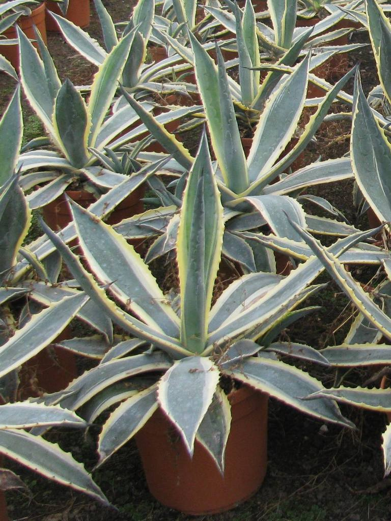 AGAVE AMERICANA MARGINATA C5L