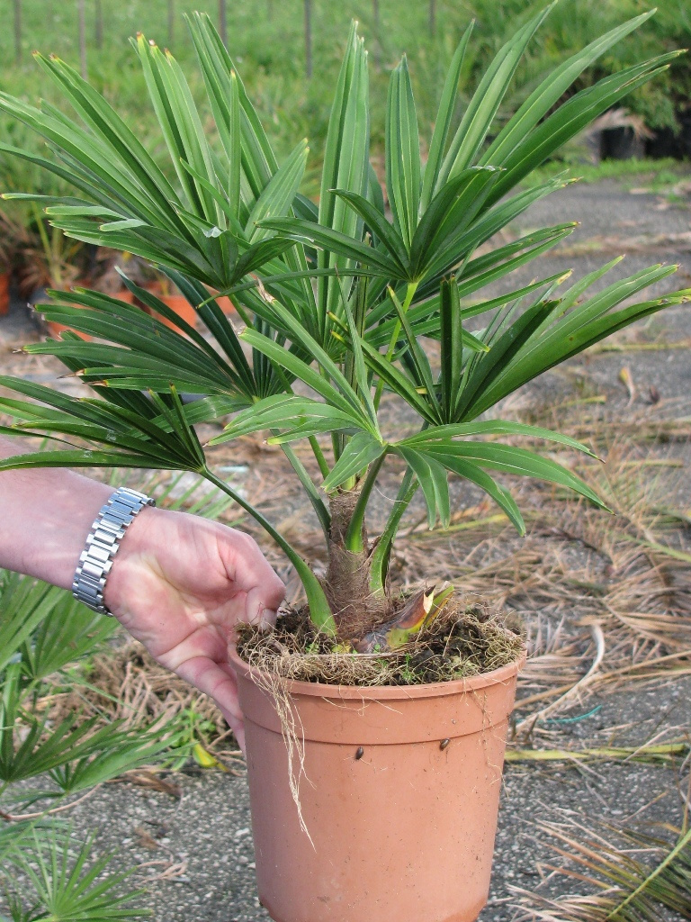 CHAMAEROPS EXCELSA 60-80 4L