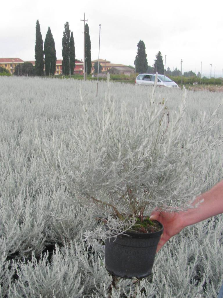 EREMOPHILA NIVEA C3L