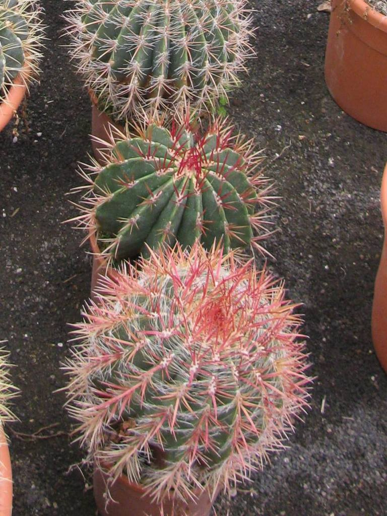 FEROCACTUS PILOSUS C2,5L