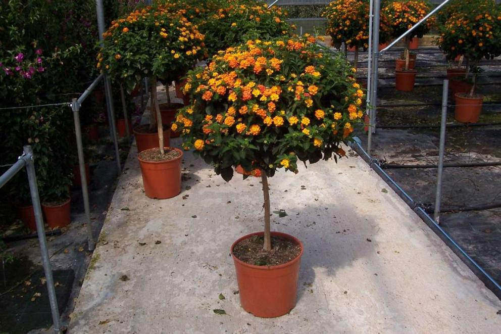 LANTANA CAMARA ALBERELLO 1-2T C25L