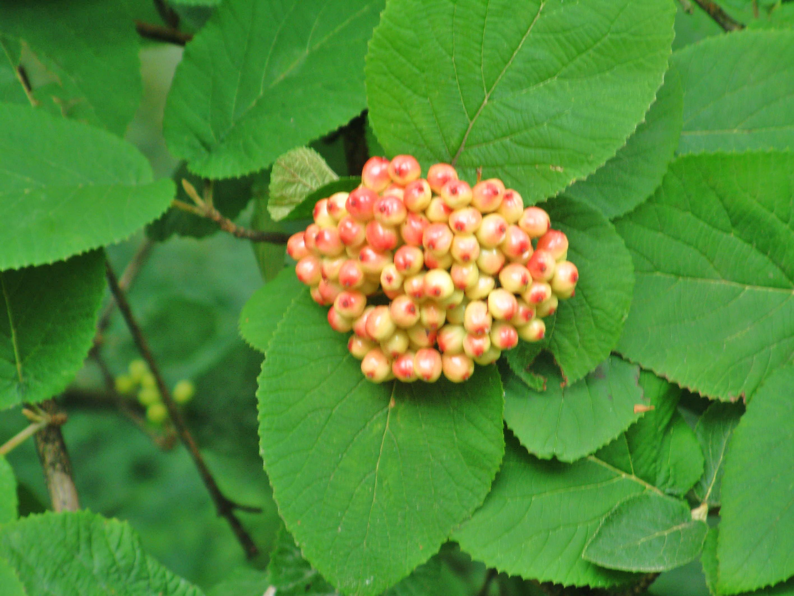 2011.07-Pannonhalmi-Levendulaültetvény -Arborétum! 036