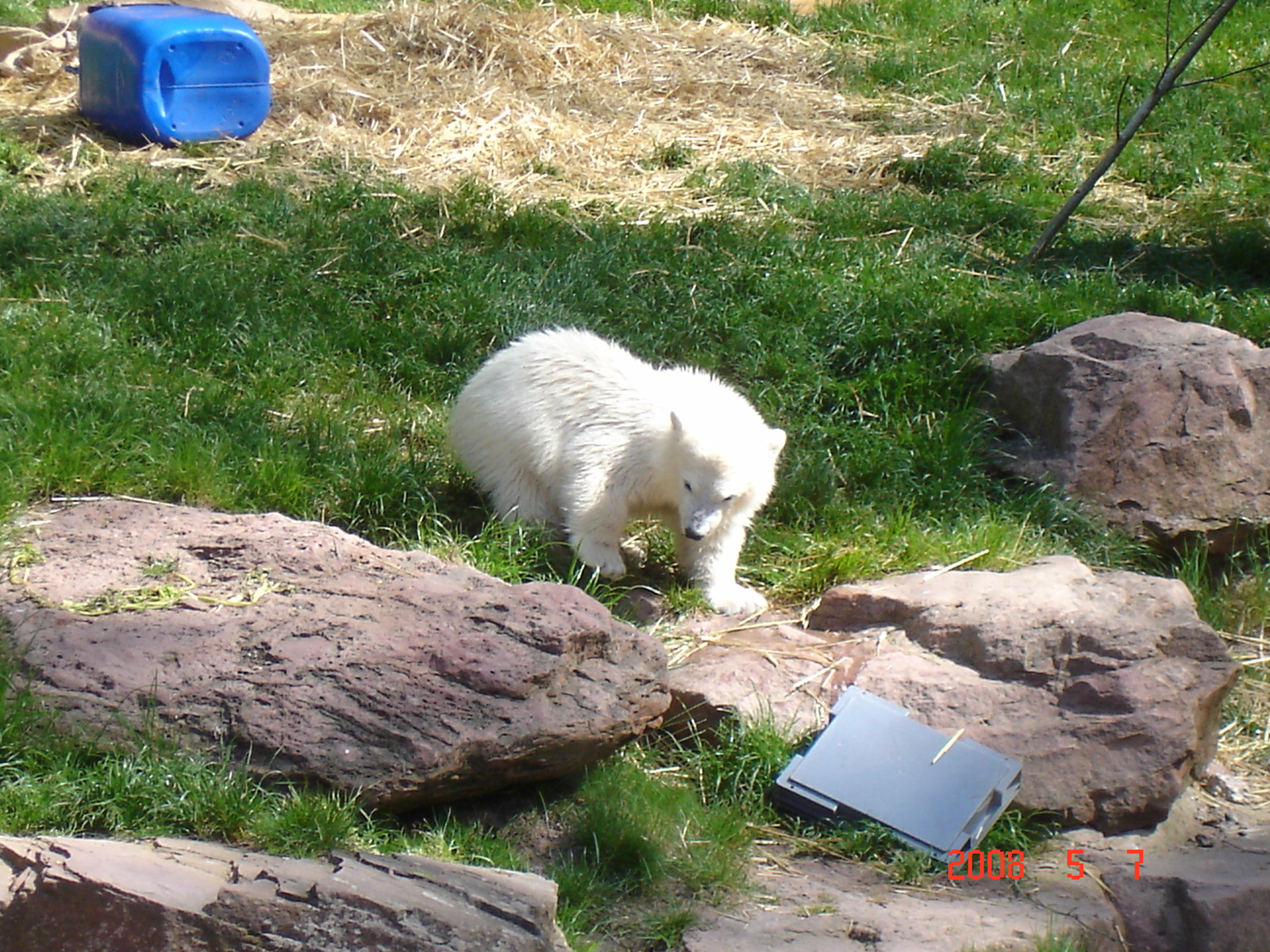 Flocke a híres nürnbergi jegesmedve