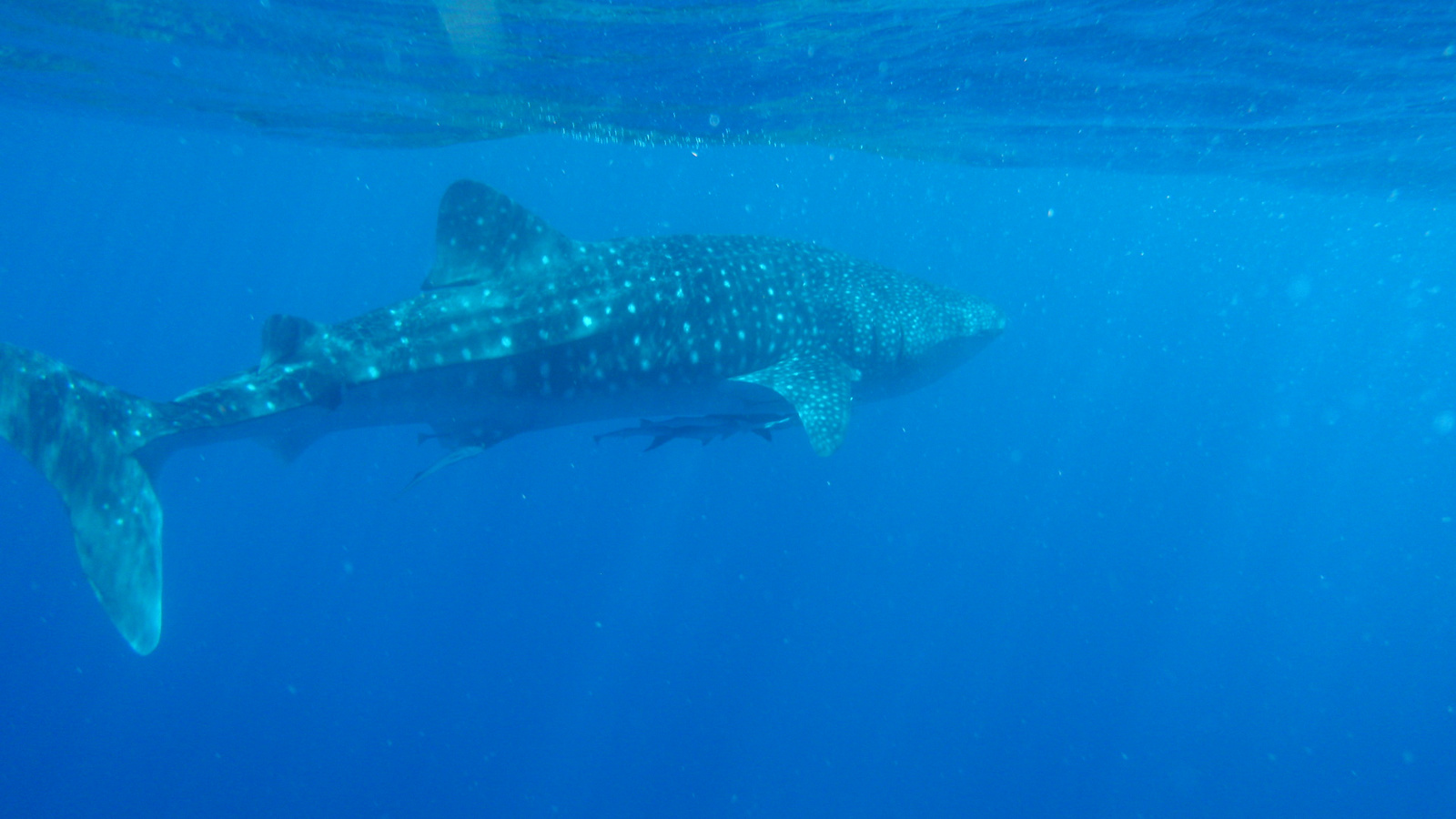 26.march.2010-whaleshark tour-Exmouth (57)