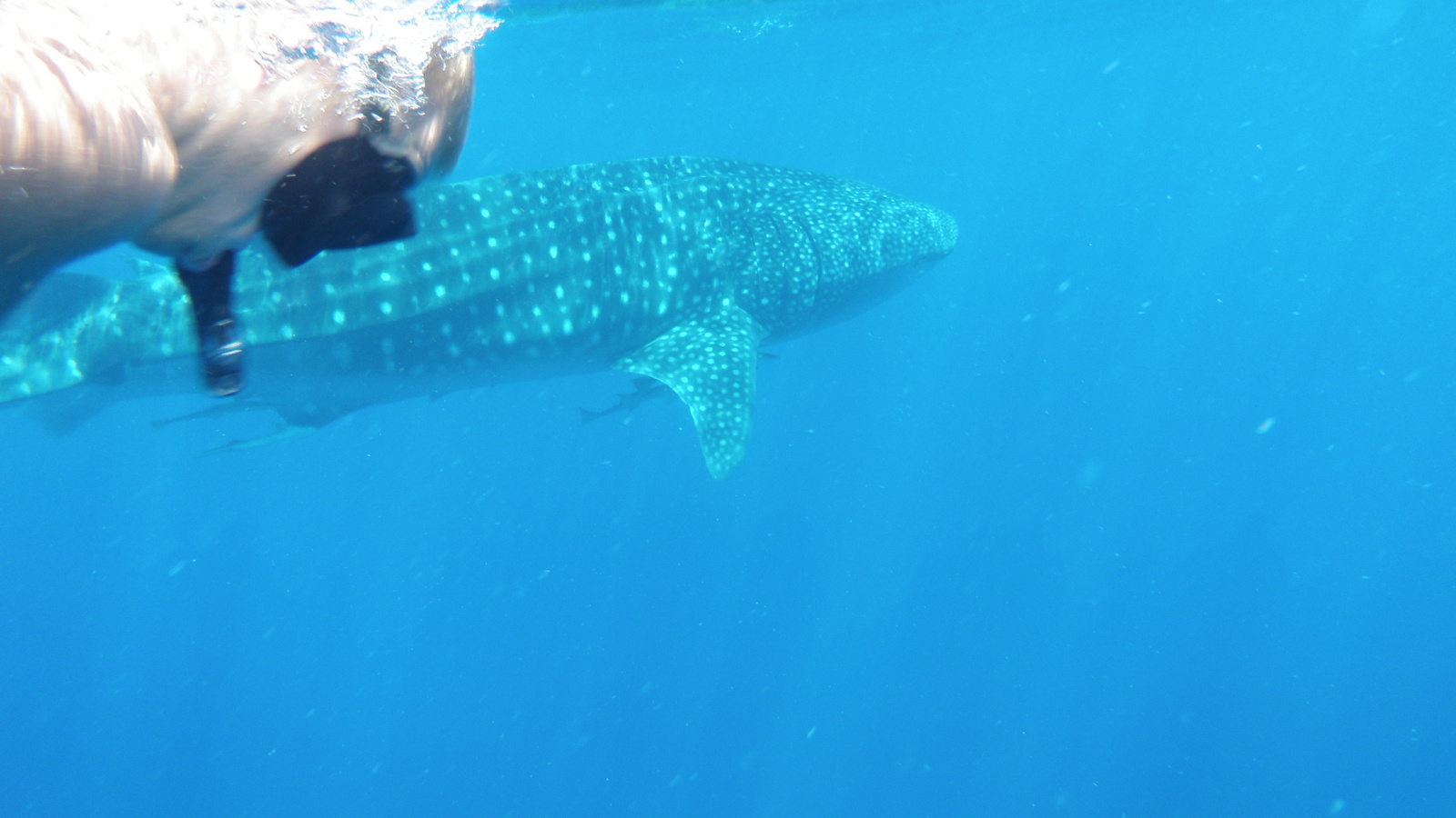 26.march.2010-whaleshark tour-Exmouth (81)