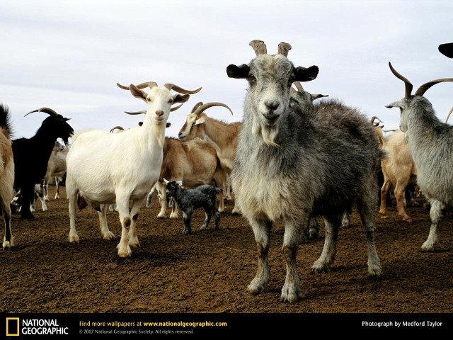 Herd of Goats