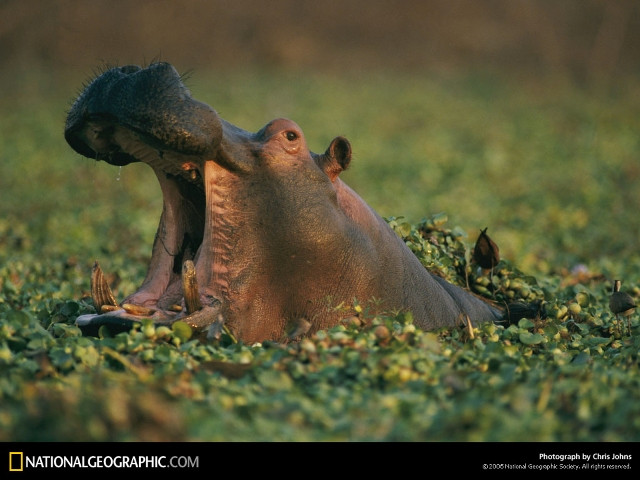 Hippo Yawning, Africa, 1996