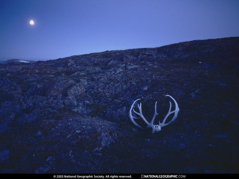 caribou-antlers-110165-sw (Medium)