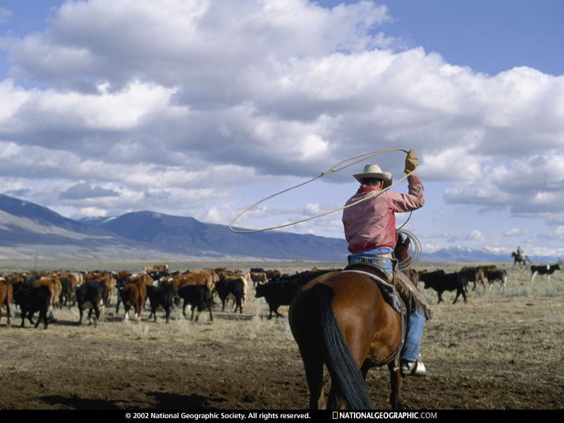 cattleman-484449-sw (Medium)