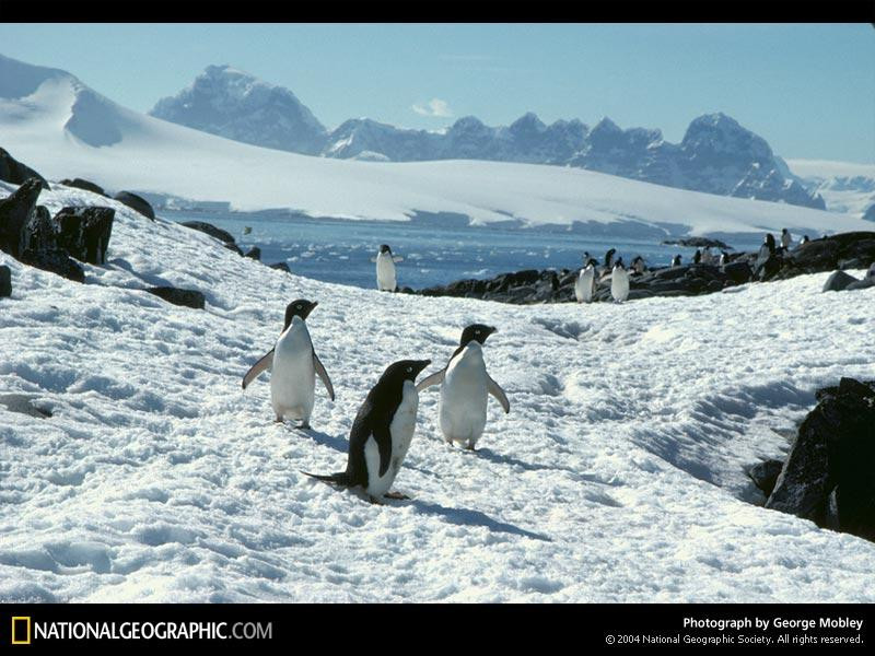 cormorant-island-penguins-446272-sw (Medium)