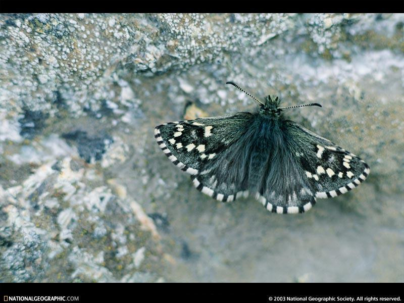 nunatak-butterfly-524374-sw (Medium)