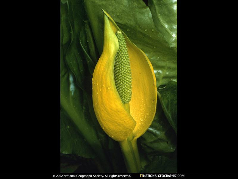 olympic-peninsula-cabbage-684348-sw (Medium)