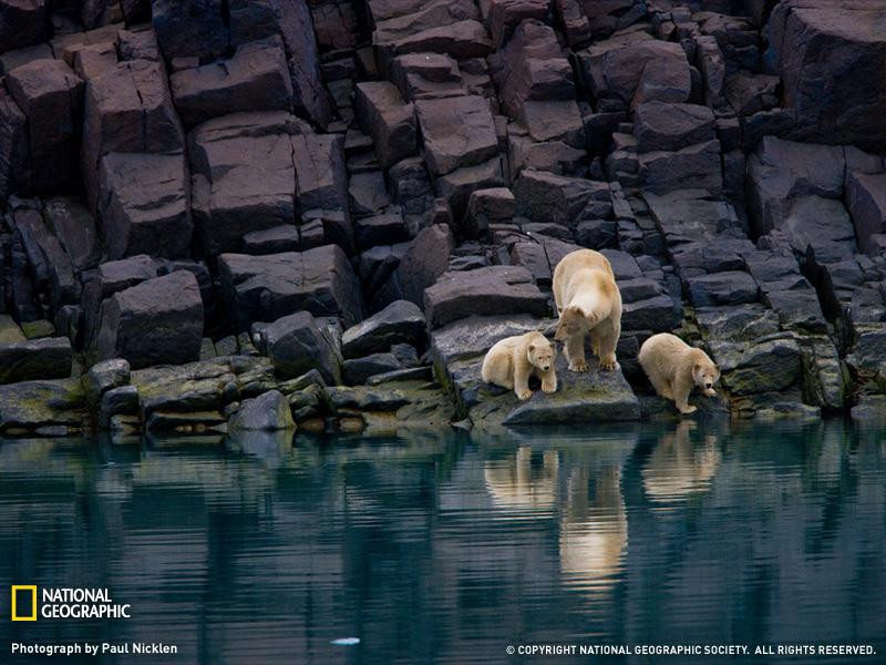 polar-bears-svalbard-1205962-sw (Medium)