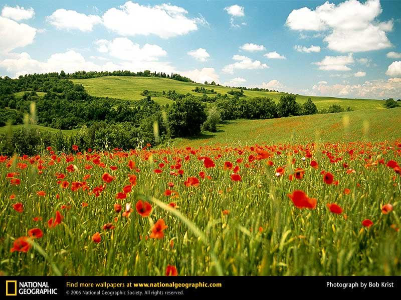 red-poppies-92689-sw (Medium)