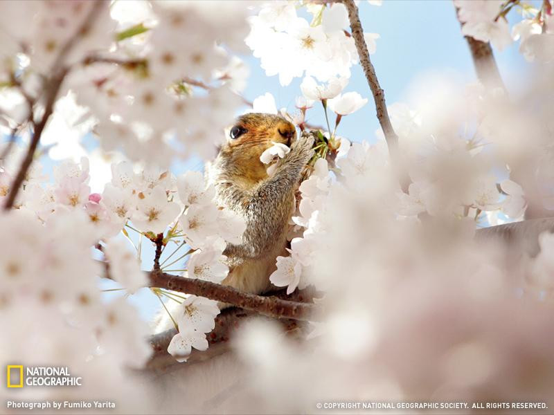 squirrel-cherry-blossoms-sw (Medium)