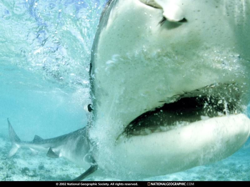 tiger-shark-close-up-516117-sw (Medium)