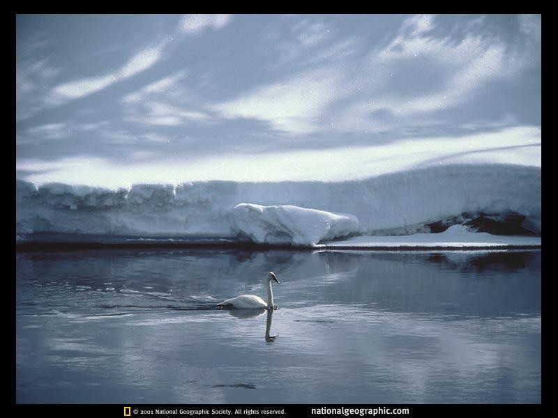 trumpeter-swan-65200-sw (Medium)