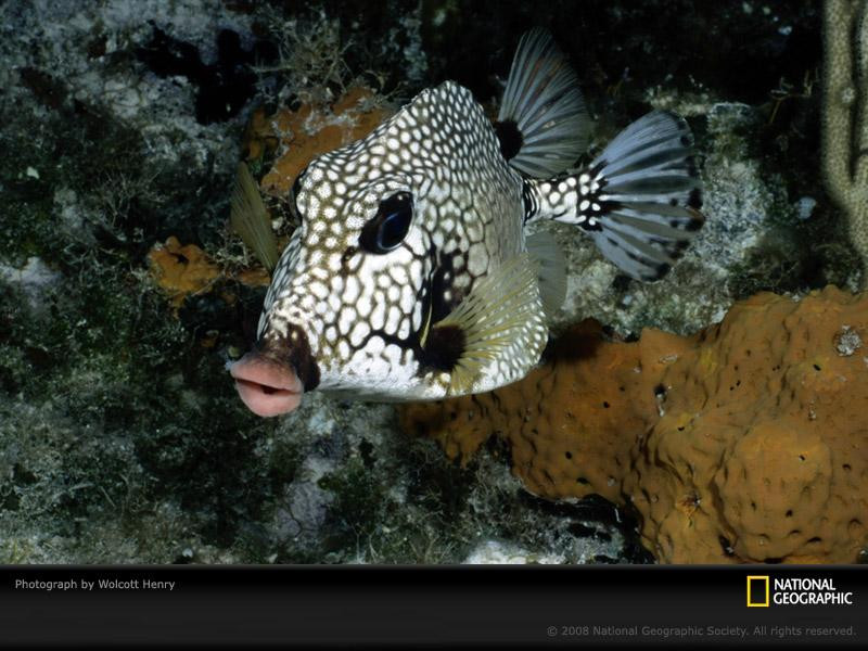 trunkfish-henry-662164-sw (Medium)