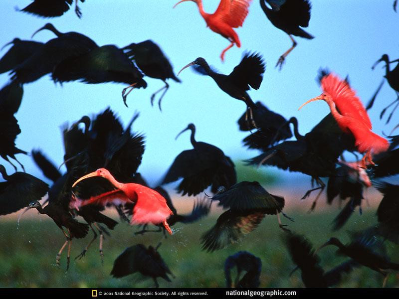 venezuela-scarlet-ibises-516473-sw (Medium)