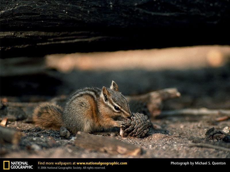 chipmunk (Medium)