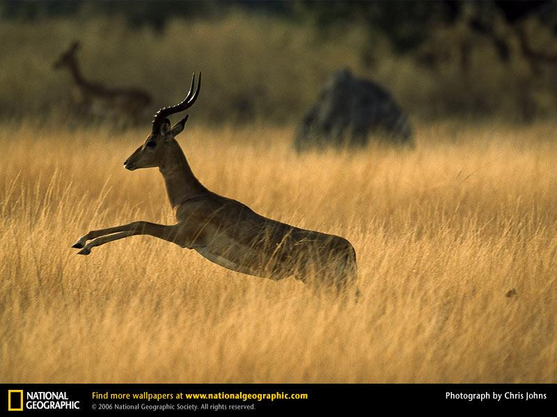 impala (Medium)