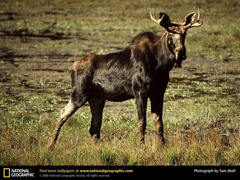 moose (Medium)