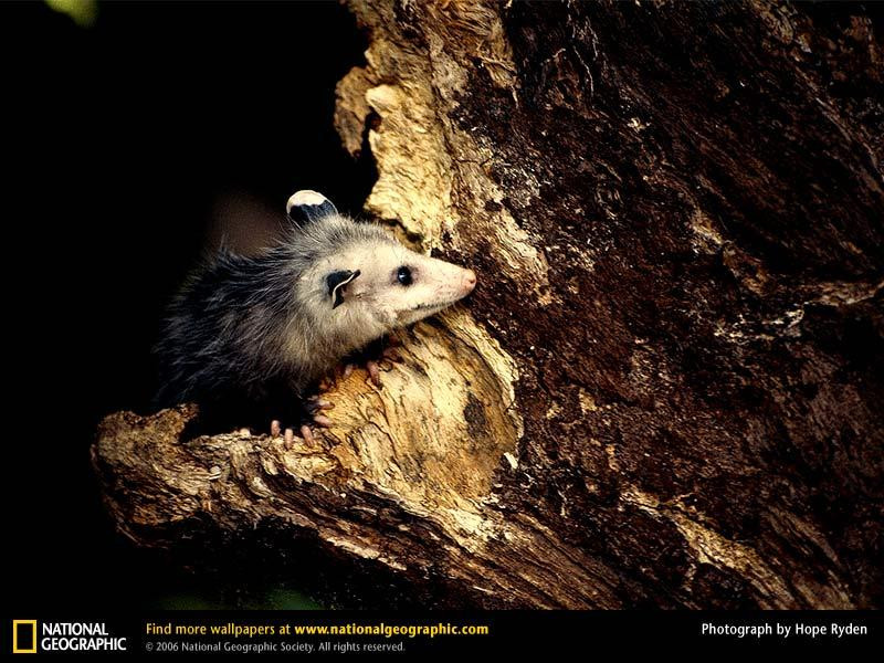 opossum-peeking (Medium)