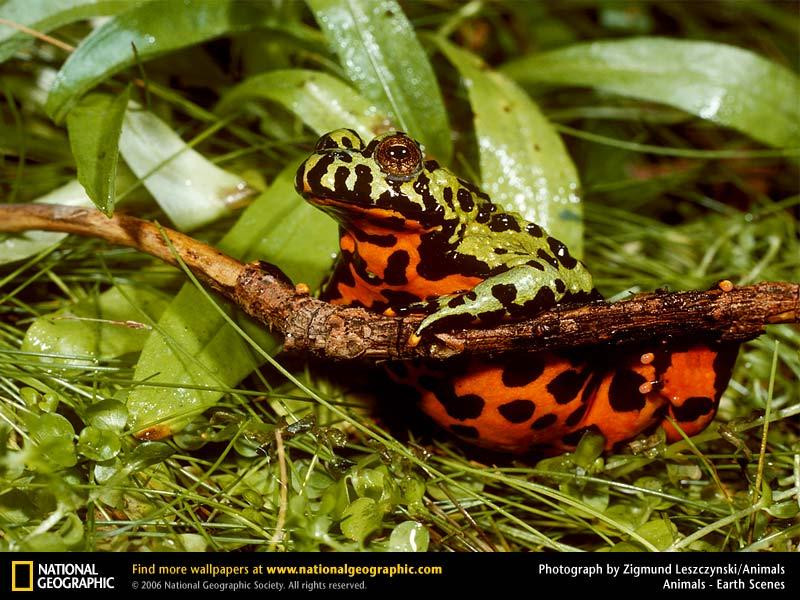 oriental-fire-bellied-toad (Medium)