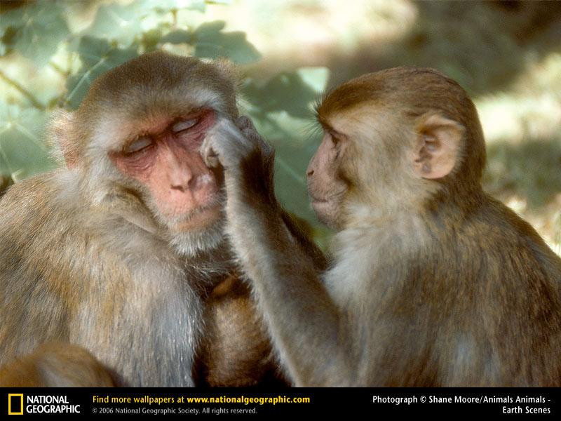 rhesus-monkeys-grooming (Medium)