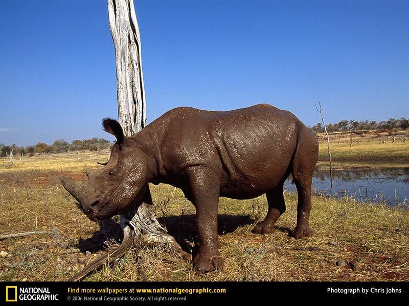 rhino-scratching (Medium)