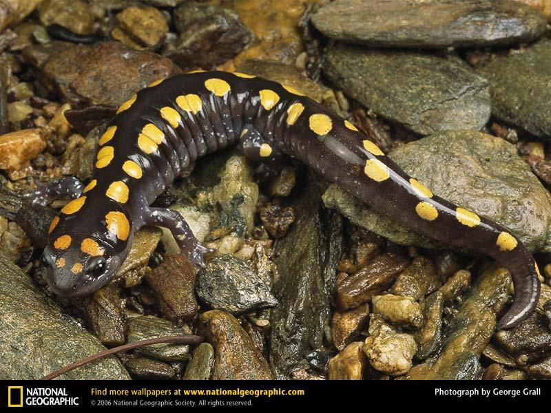 spotted-salamander (Medium)