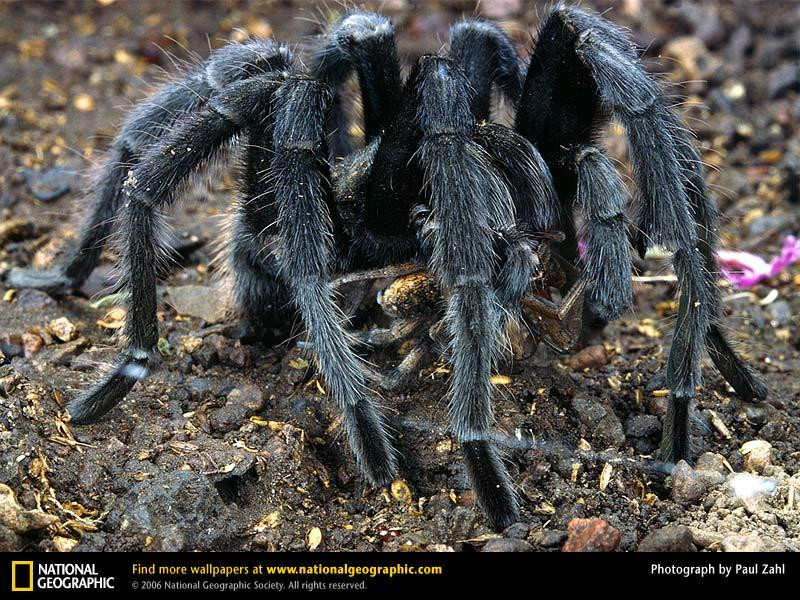 tarantula-feeding (Medium)