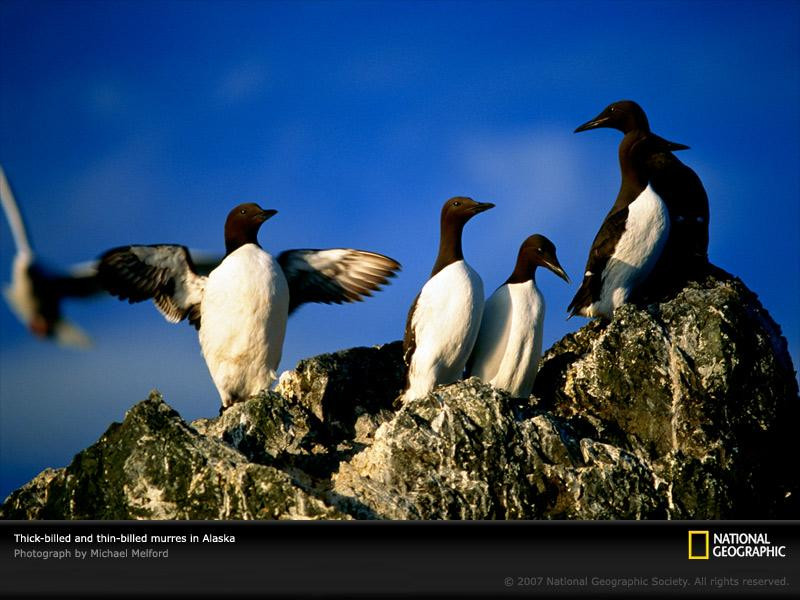 thick-billed-murres-sw (Medium)