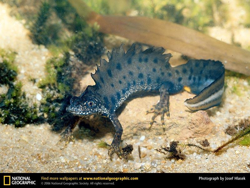 warty-newt (Medium)