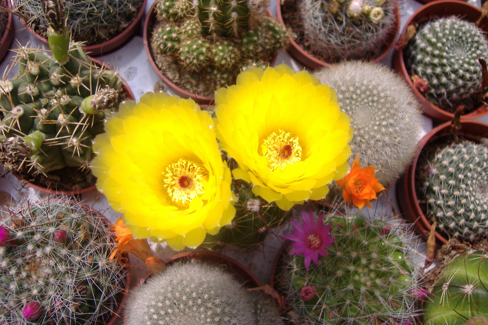a kaktuszok