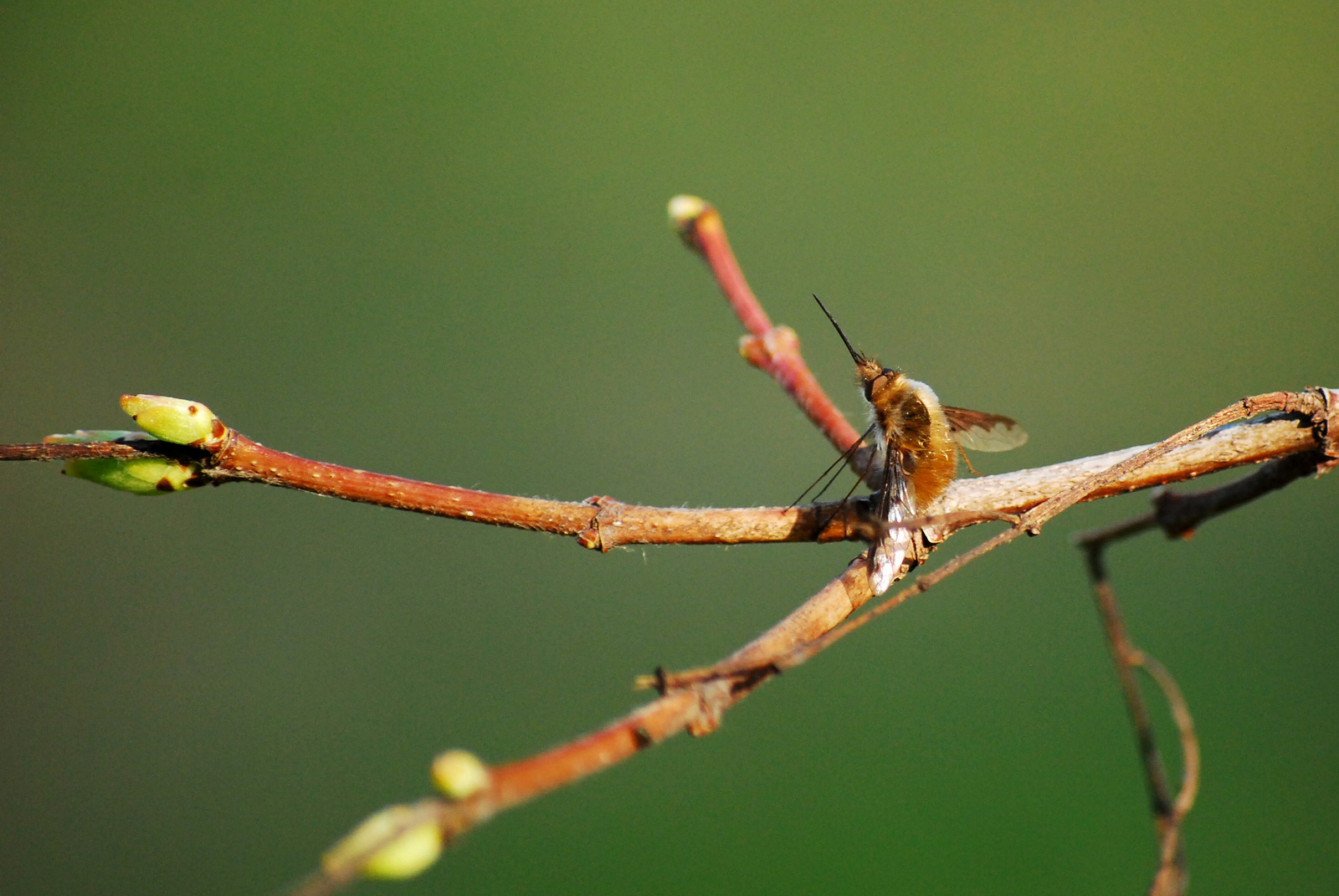 Bombylius major