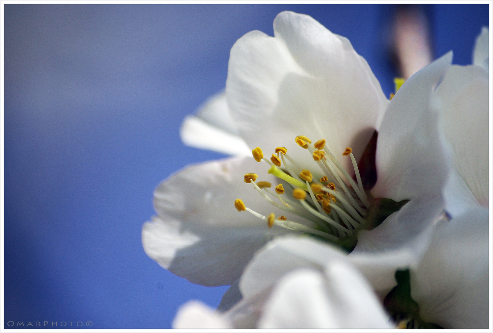 06 - Mandula virág