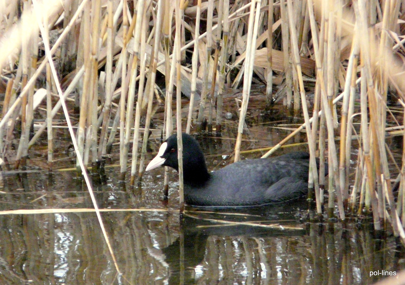 2010.01.31 Szárcsa 047