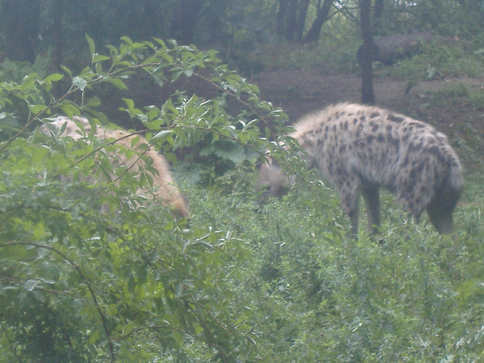 bronx zoo (33)