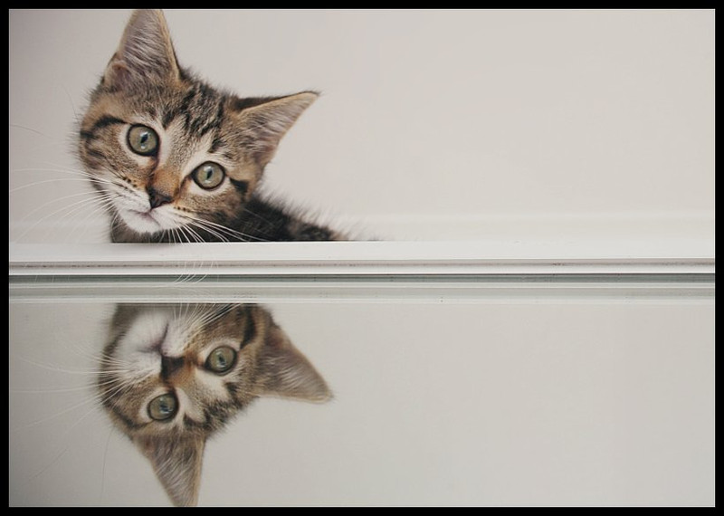 mirrored kitten by beethy