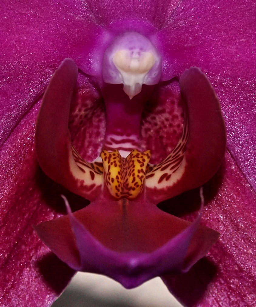 Az orchidea arca