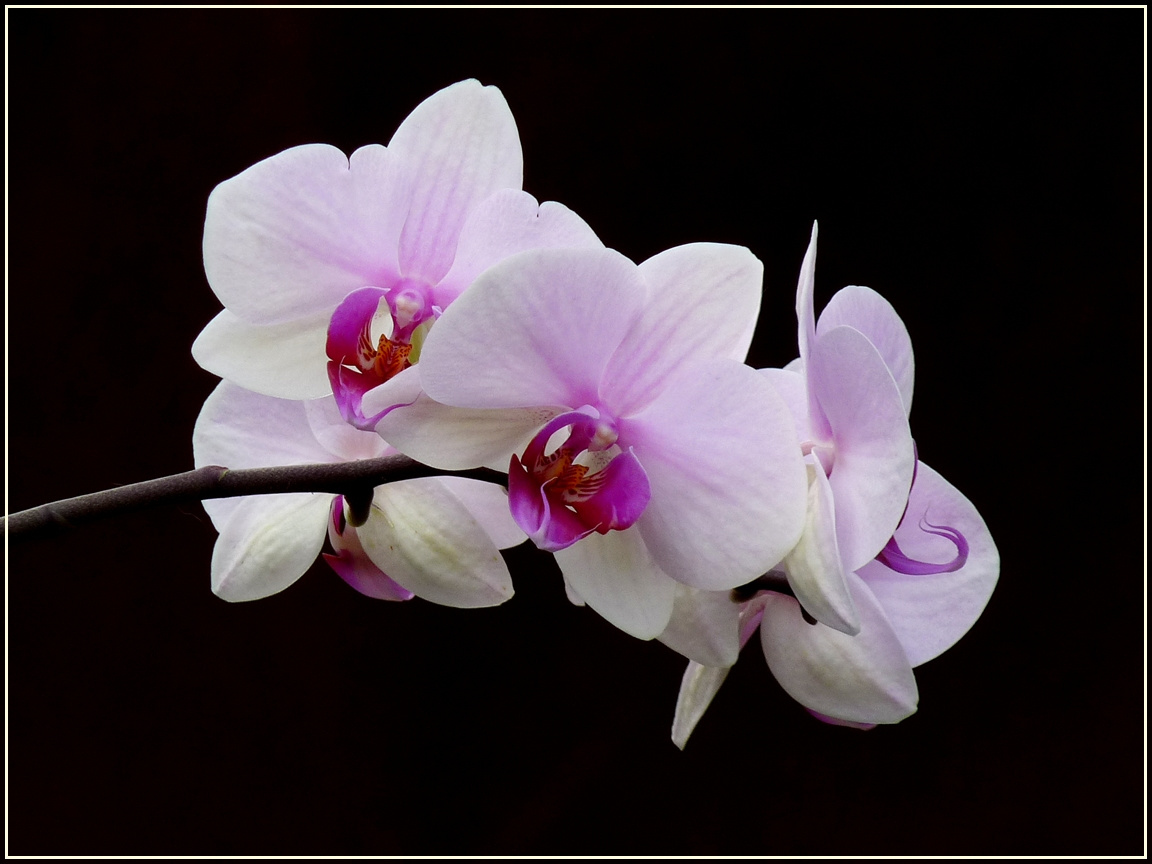 orchidea 014