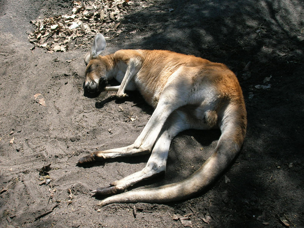Alvó vörös kenguru