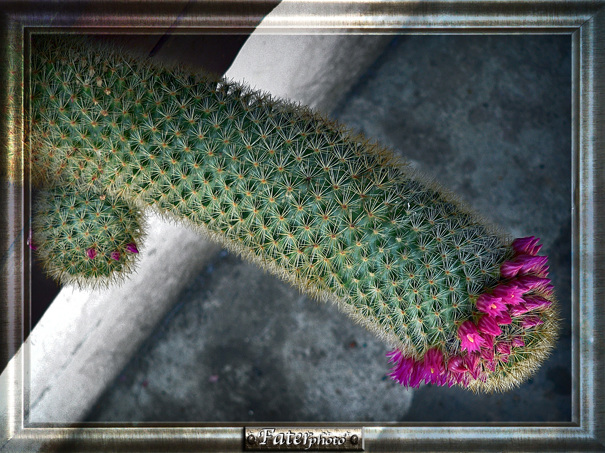 nő napi kaktusz