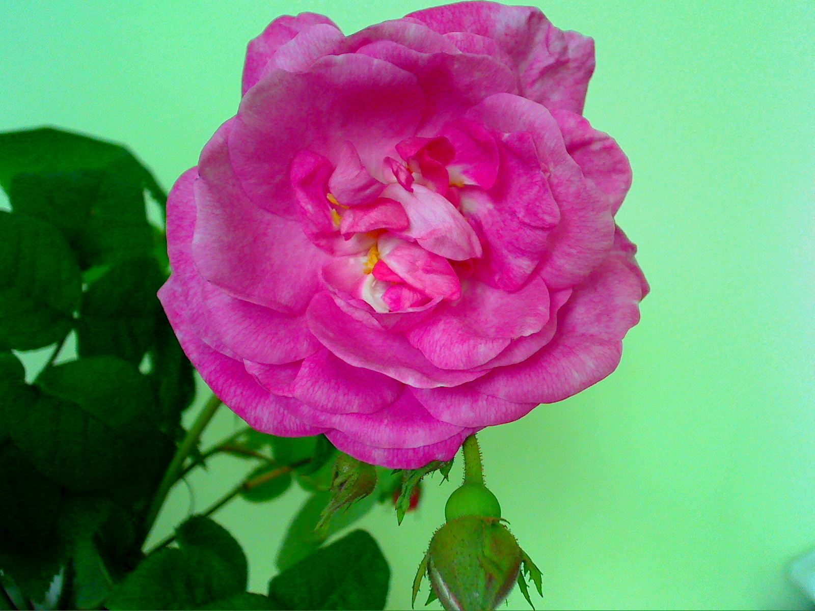 rózsa5