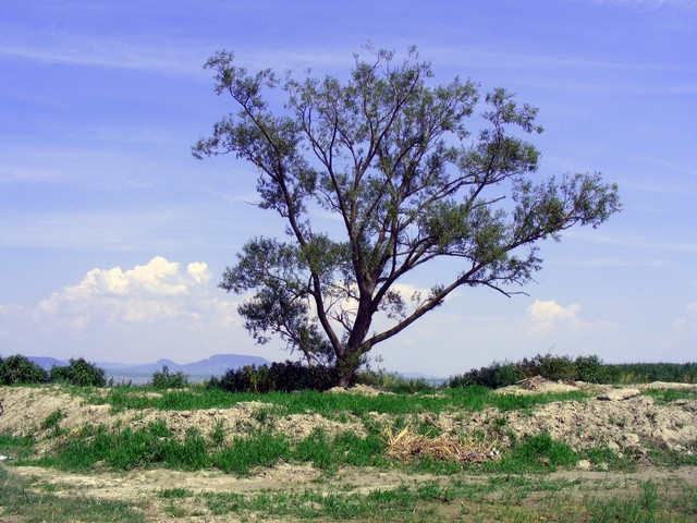 Magányos fa című képem színesben