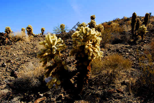 Desert Flower copy