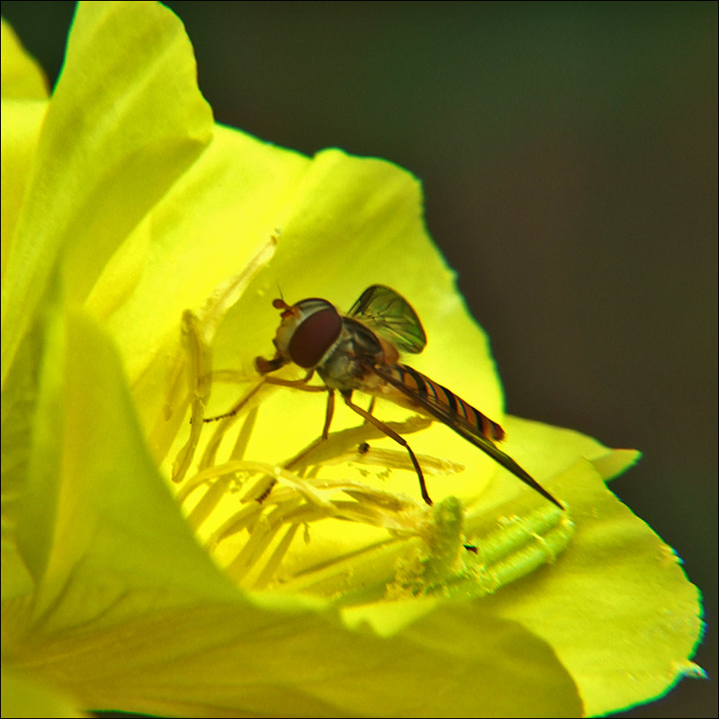 Oenothera biennis +